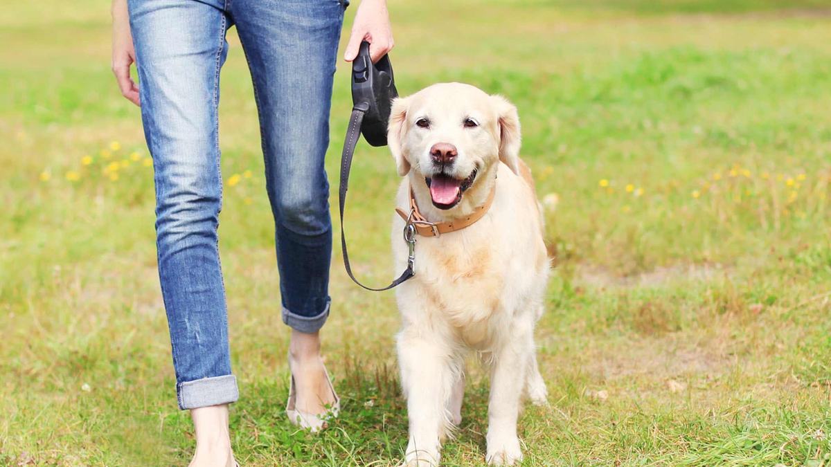 A person walking a golden retriever across open green space.